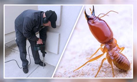 pest control service thunderbolt